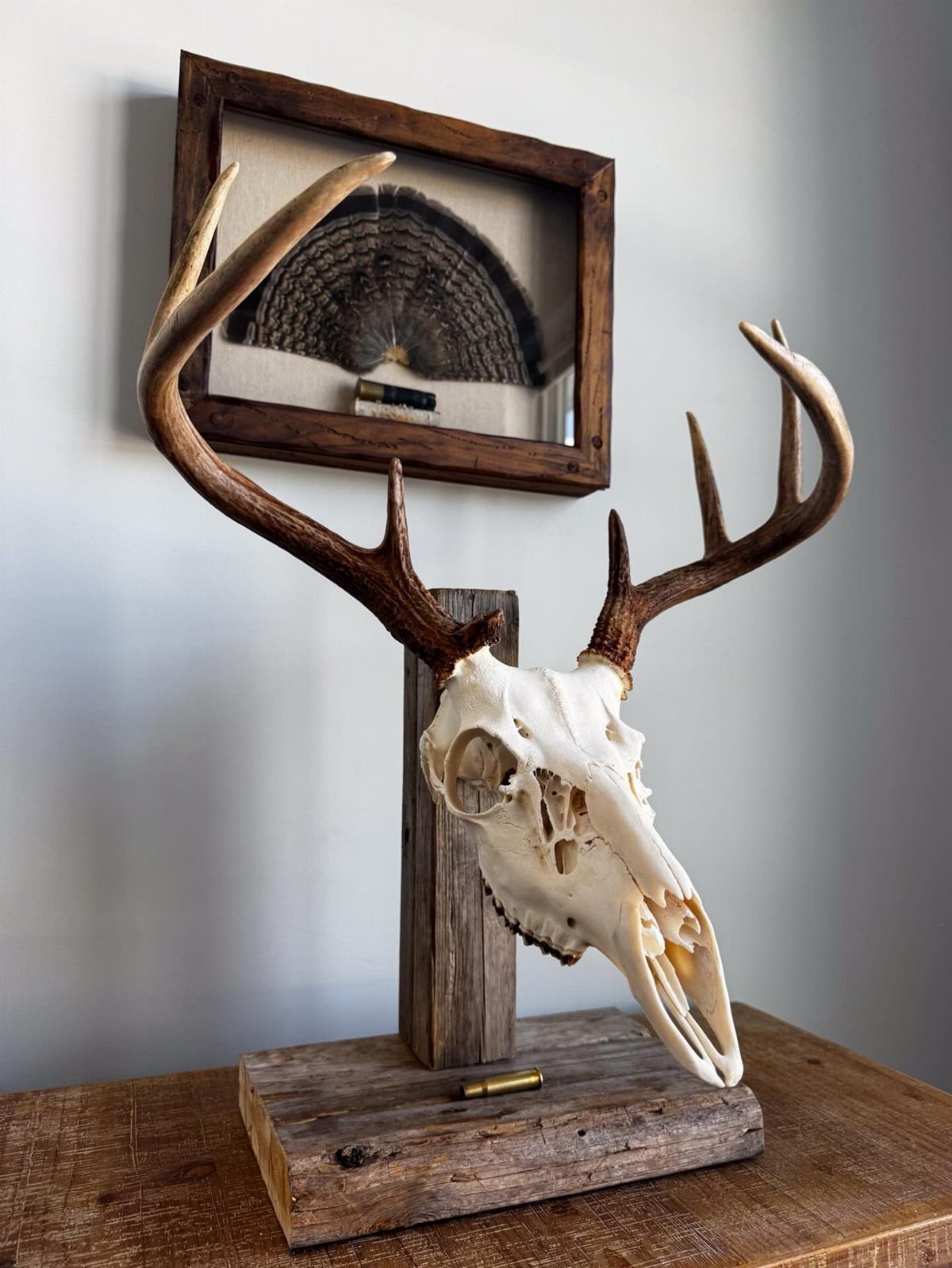 Deer skull with antlers on a wooden stand with a framed display behind.